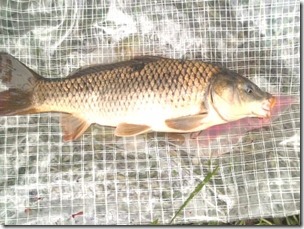 koi20110730-4