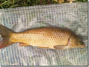 koi20110730_1