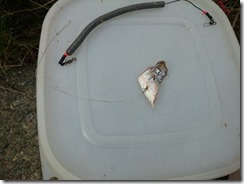 koi20171009-8