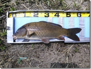 koi20130707-12