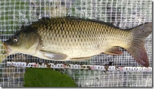 koi20130707-13_1