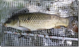 koi20130707-17
