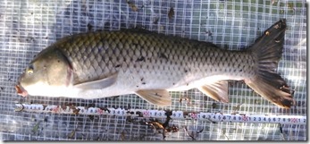 koi20130707-23