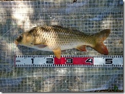 とほほ・・の鯉４８ｃｍ