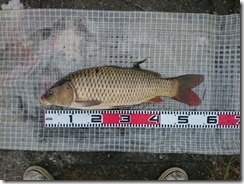 koi20171008-11