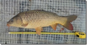 koi20141112-1