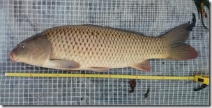 koi20141112-2