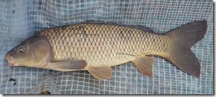 koi20141112-3